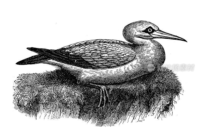 古代动物插图:北方塘鹅(Morus bassanus)